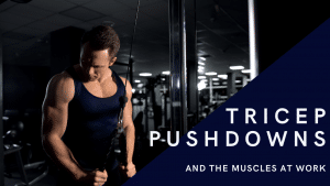 Read more about the article How To Do Tricep Pushdown Exercises & The Muscles Worked